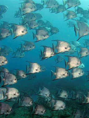 Dive With South Florida Diving Headquarters